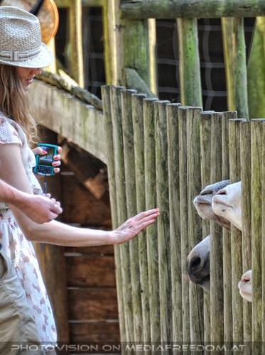 Ziegen- Eself�tterung