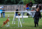Dog Agility 08