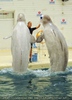 Beluga Whale Show 02