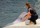 Beluga Whale Show 13