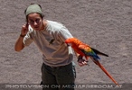 Bird Show 01