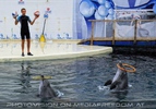 Dolphin Show 02