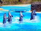 Dolphin Show 04
