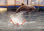 Dolphin Show 08