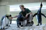 Pinguin F�tterung 1