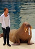 Walrus Show 07