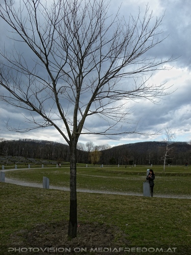 Mit Evas Lebens Bergulme 2