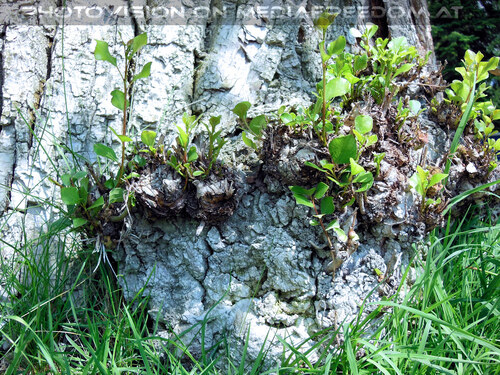 Am Wasservogelstrand 17