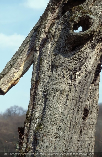 Baum Gesicht