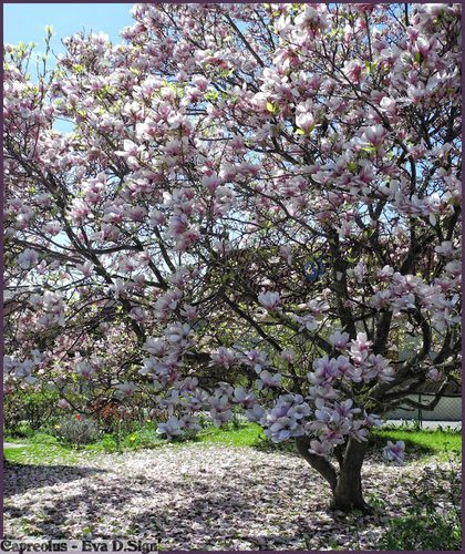 Bl�hender Magnolienbaum