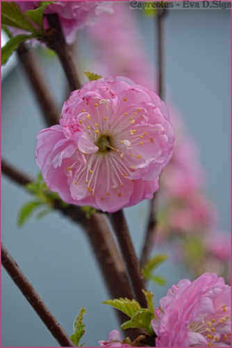 Bl�te eines Mandelb�umchens