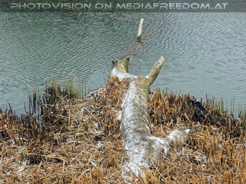 Natur in der Stadt 01