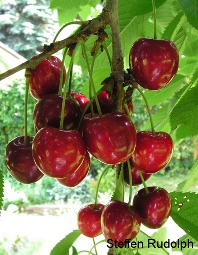 Kirschen