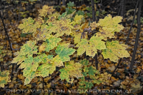Herbstbl�tter