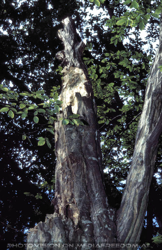 In love for nature 07