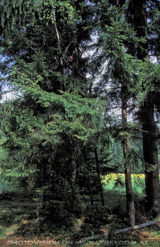 Urlaubsbesuch 12: Karl Swoboda