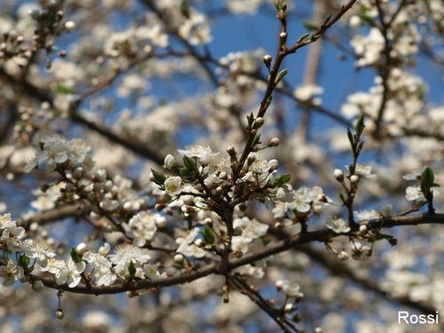 Weisse Fr�hlingspracht auf blauem Grund