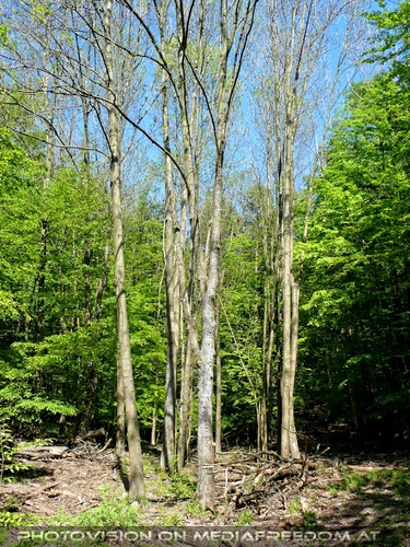 Lichtung