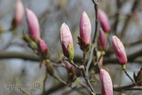 Magnolien im Fr�hling