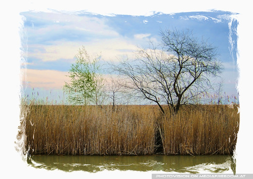Ein Baum im Schilf...