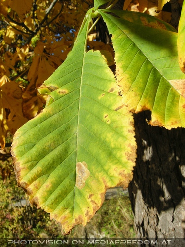 Herbstblatt