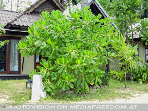 Peace Resort - Pix 09