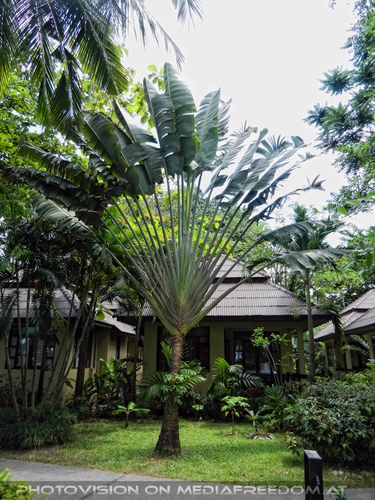 Peace Resort - Pix 14