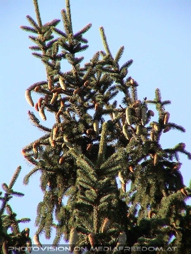 Zapfenbaum