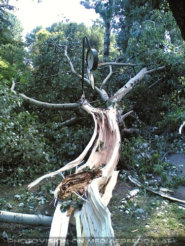 Baum viel auf die Laterne