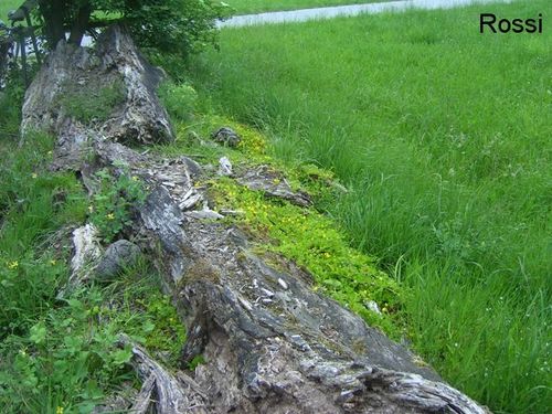 Werden und Vergehen im Wandel der Zeiten