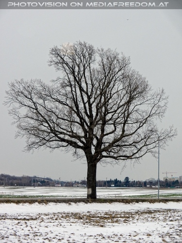 Winterbaum