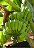 Bananen Baum