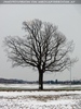 Winterbaum