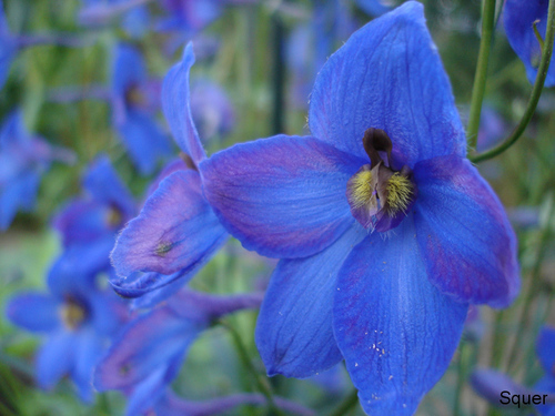 Blaue Blueme: Blueme