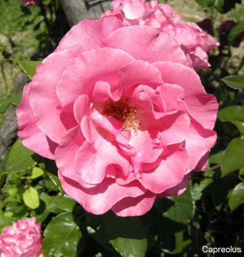 Rosenbl�te 2: Eine unwiederstehlich duftende Rose