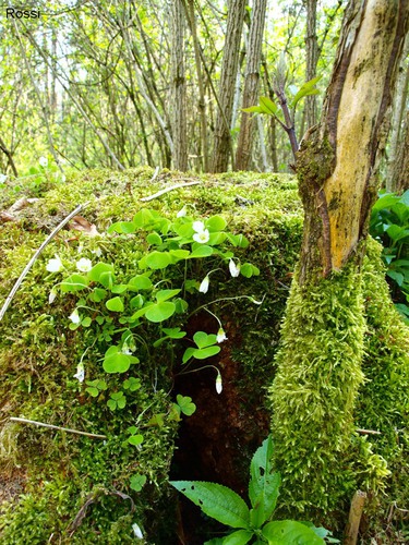 Verwunschenes Paradies