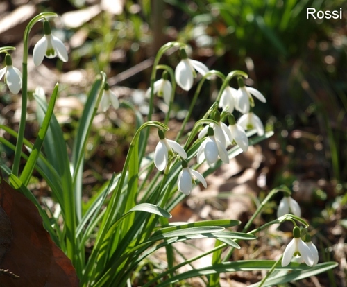 Echte Schneegl�ckchen in der Fr�hlingssonne