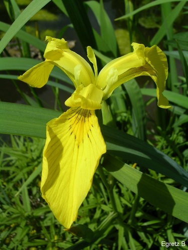 Lilie, die Blume der Reinheit und Sch�nheit