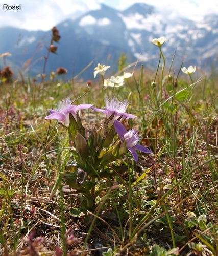 Blumen vor dem Glocknermassiv