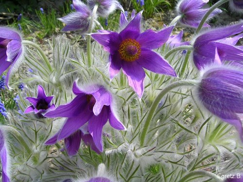 Kuhschelle bl�hend