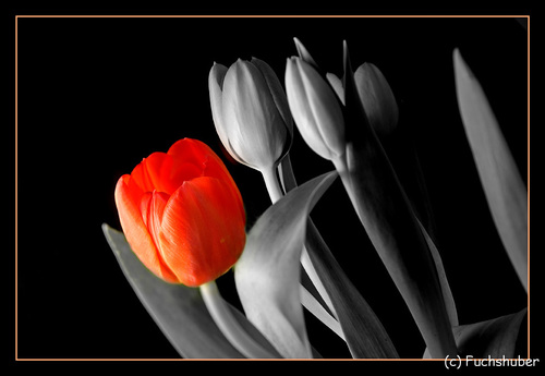 Tulpe