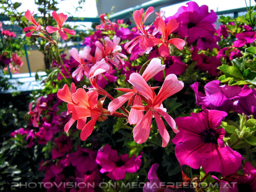 Am n�chsten Morgen 8