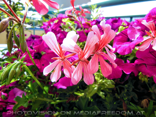 Am n�chsten Morgen 9