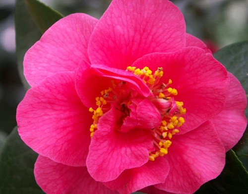 Camelientraum: Andreas