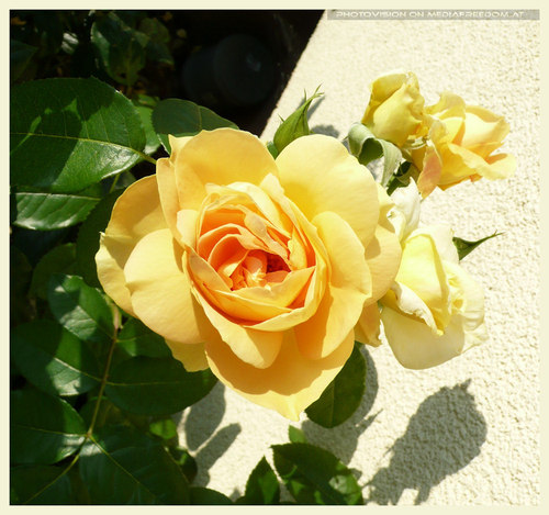 Baumgarten am Wagram - Rose