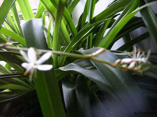 Gr�nlilien Bl�ten