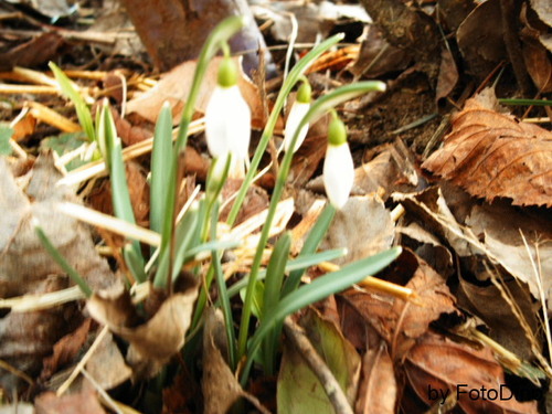 Der Fr�hling kommt! (Schneegl�ckchen)