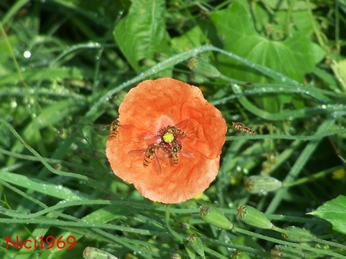 Bl�mchen & Bienchen