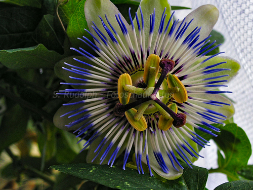 Bl�te einer Passionsblume