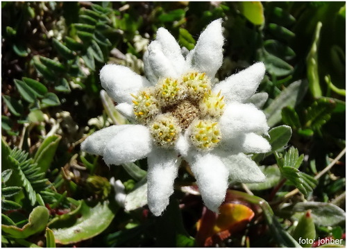 Die K�nigin der Alpenblumen: Das Edelwei�